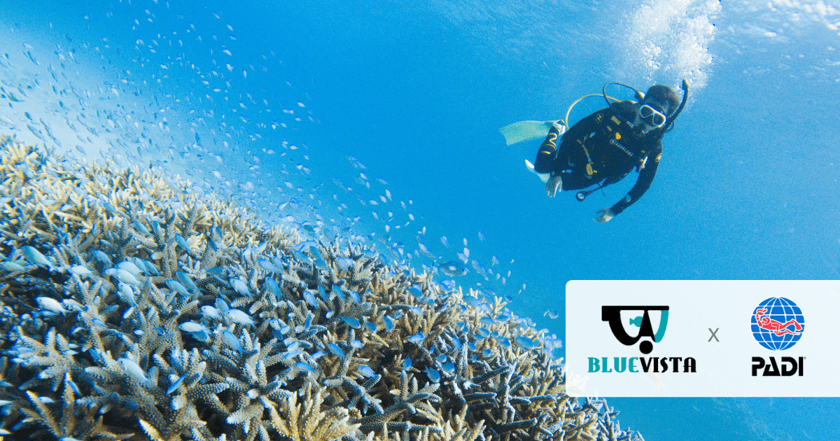 持證潛水員在珊瑚礁穿梭