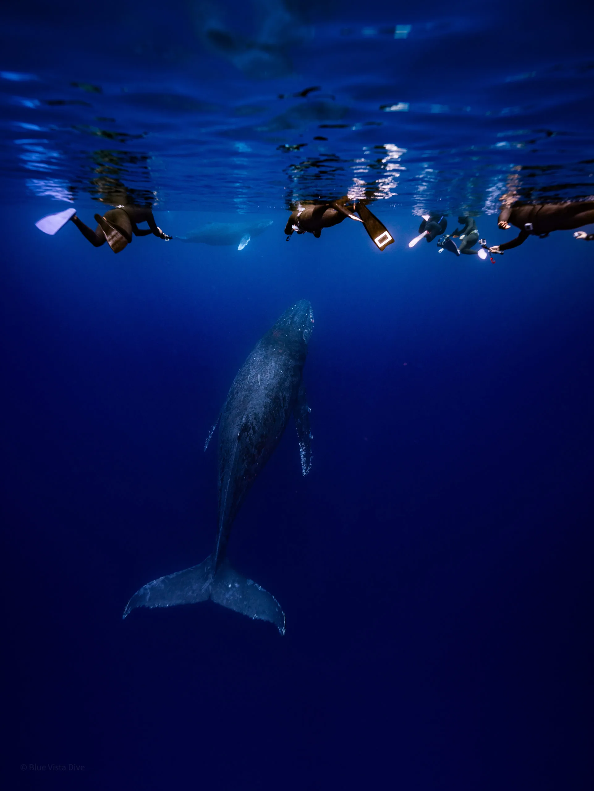 鯨魚共游(季節限定) - Blue Vista Dive