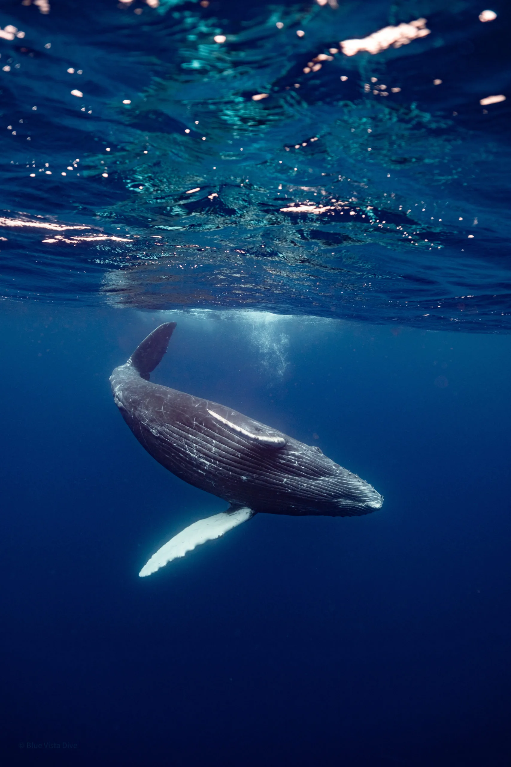 鯨魚共游(季節限定) - Blue Vista Dive