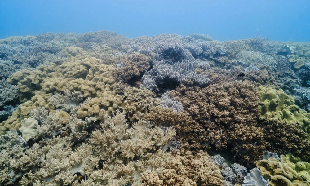 砂邊軟珊瑚 砂邊軟珊瑚