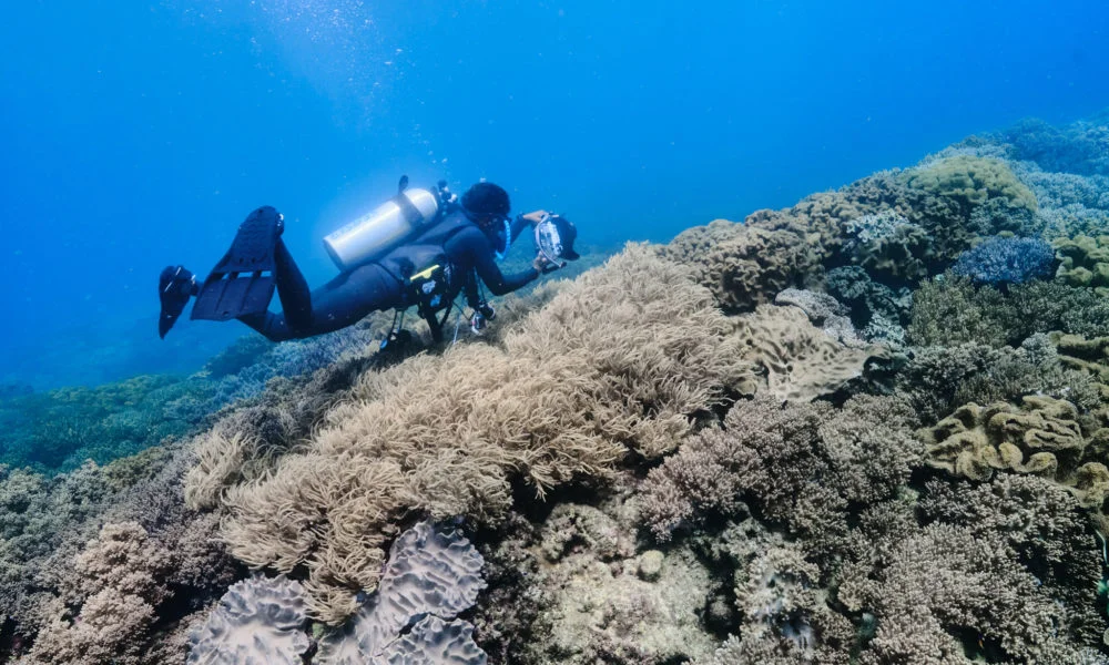 拍軟珊瑚的潛水員 拍軟珊瑚的潛水員