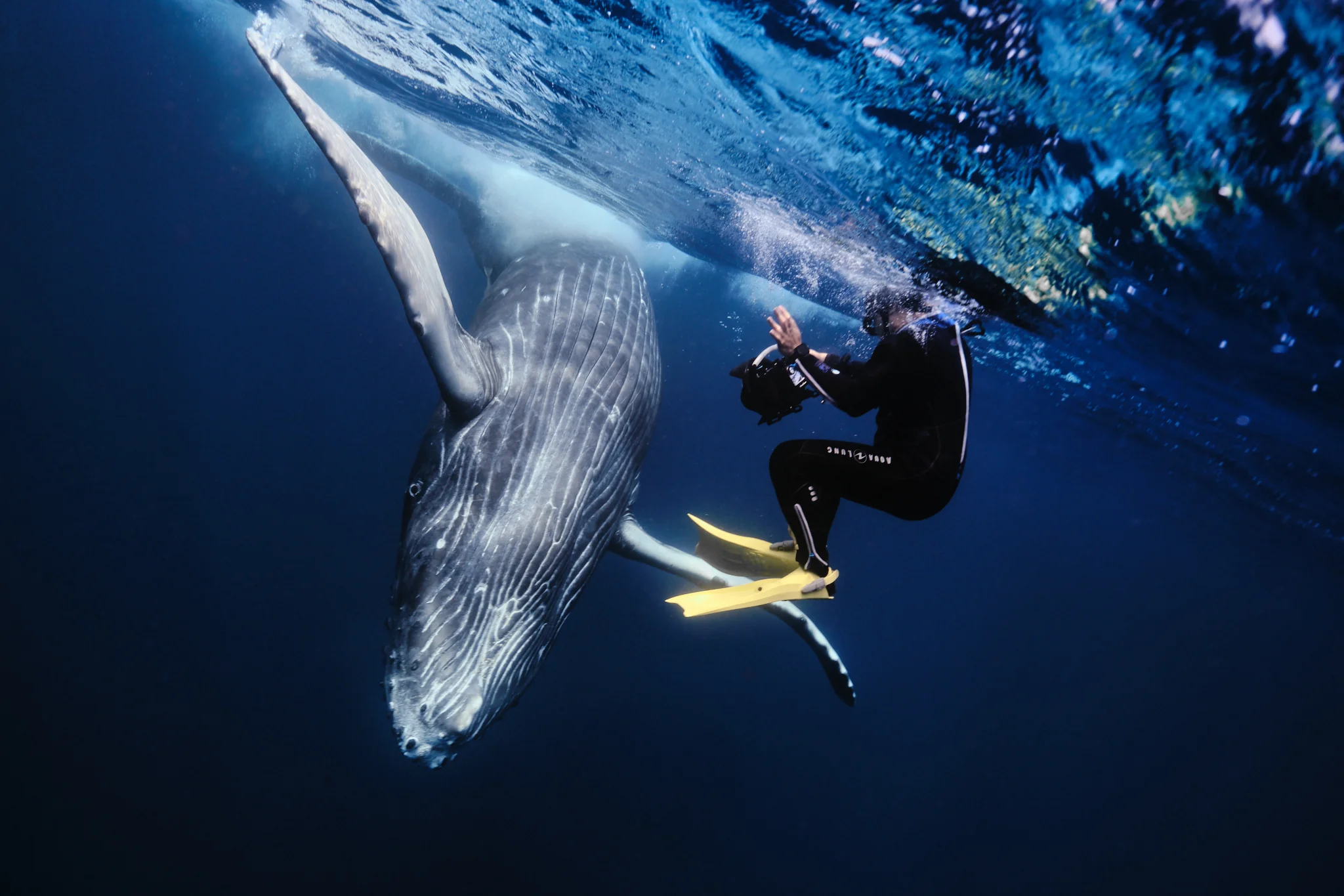 鯨魚共游(季節限定) - Blue Vista Dive