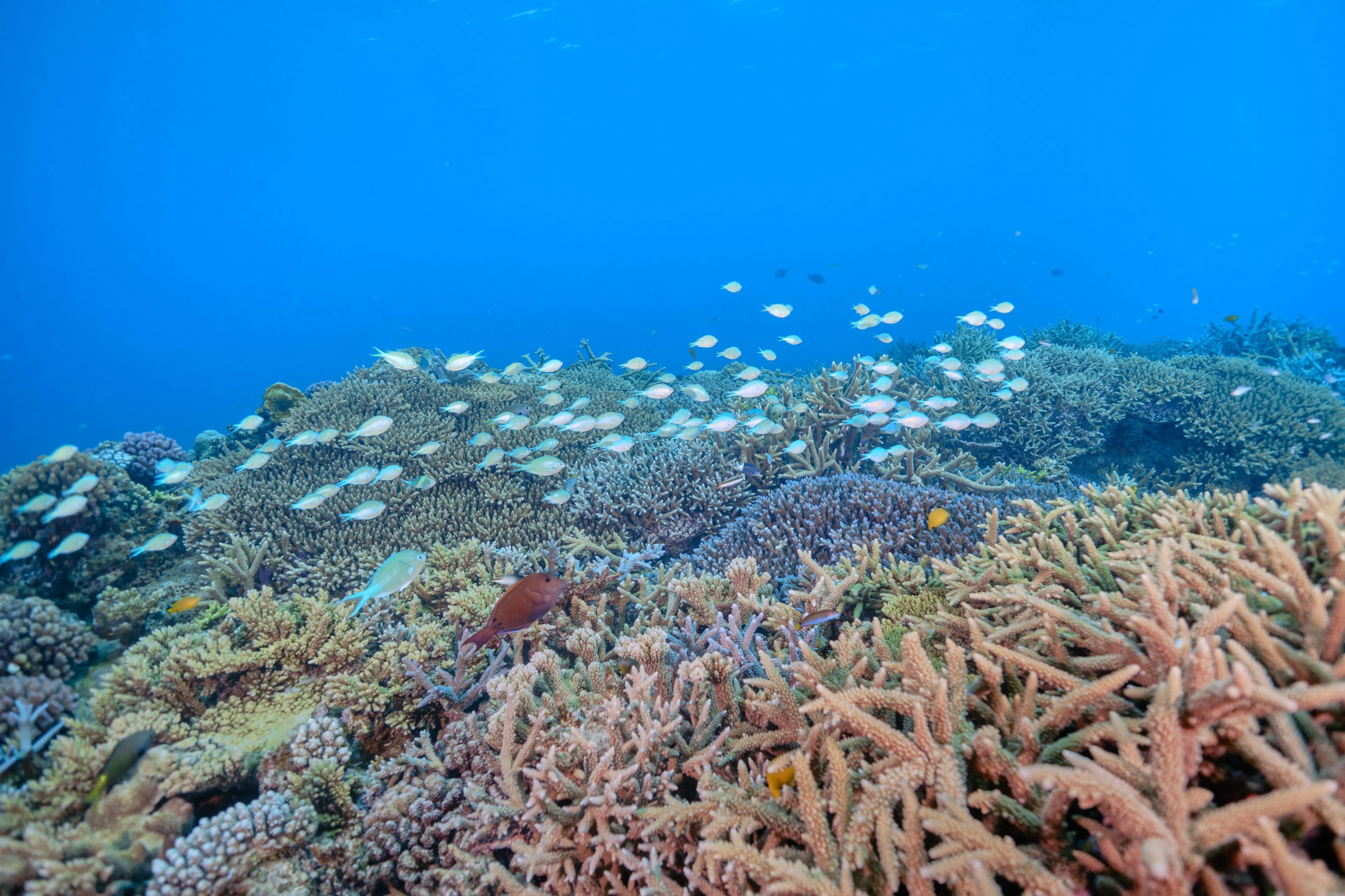 珊瑚礁與藍綠光鰓雀鯛