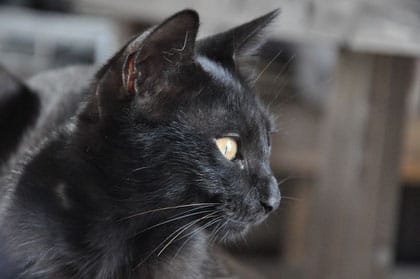 與那國島背包民宿-店貓