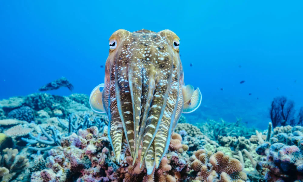 花斑墨魚正面照 花斑墨魚正面照