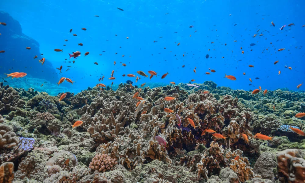 金花鱸飛舞 金花鱸飛舞