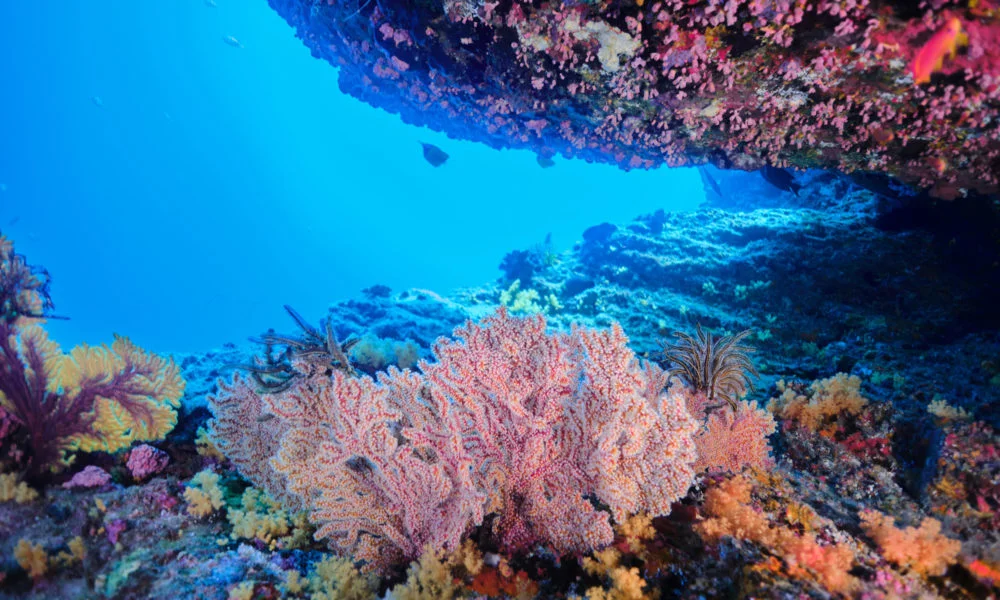 花朵全開的海扇 花朵全開的海扇