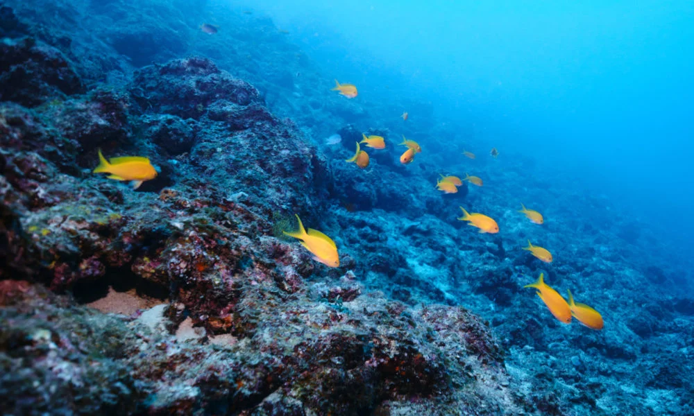 撒隆趴斯花鯛 撒隆趴斯花鯛