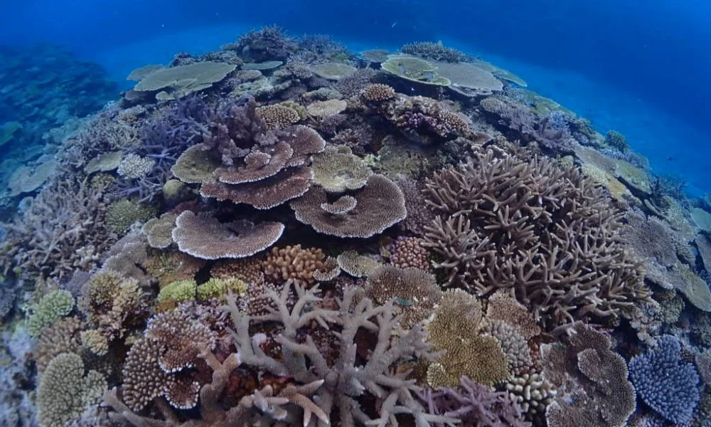 慶良間珊瑚礁 慶良間珊瑚礁