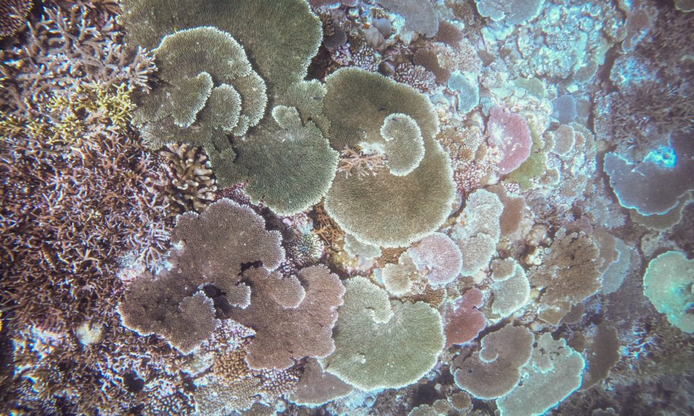 沖繩今歸仁潛水的珊瑚礁 沖繩今歸仁潛水的珊瑚礁