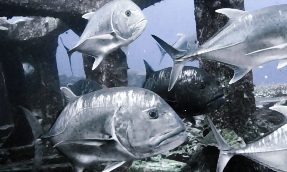 沖繩今歸仁潛水的牛港鰺漁礁 沖繩今歸仁潛水的牛港鰺漁礁