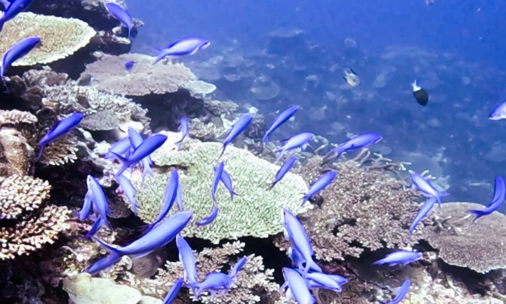 沖繩今歸仁潛水的厚唇擬花鱸 沖繩今歸仁潛水的厚唇擬花鱸